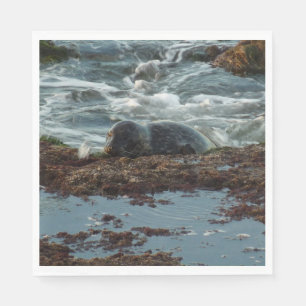 Servilleta De Papel Foca de puerto iluminada por la puesta del sol I e