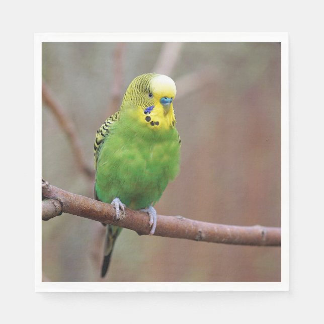 Servilleta De Papel Foto de bonito Green Budgie (Anverso)