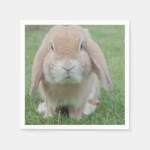 Servilleta De Papel foto de conejito grave