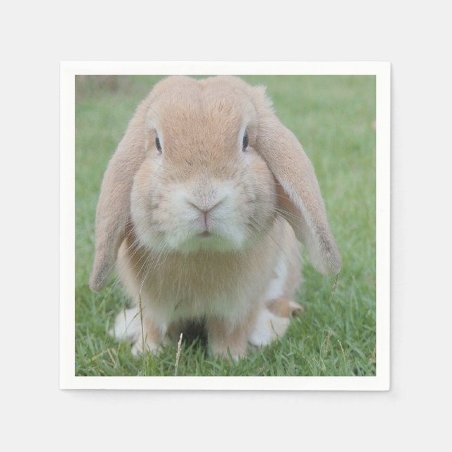 Servilleta De Papel foto de conejito grave (Anverso)