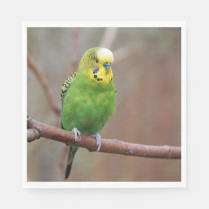 Servilleta De Papel Foto de Green Budgie