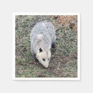 Servilleta De Papel Foto de Opossum