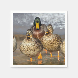 Servilleta De Papel Foto de Wildlife Mallard Ducks