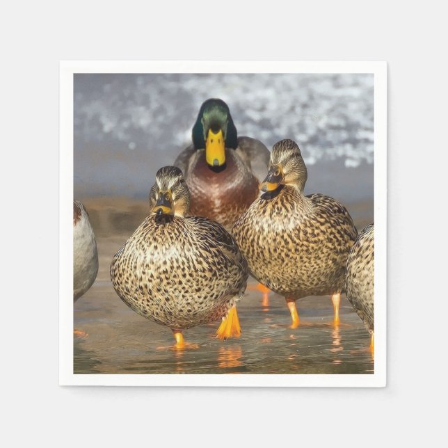 Servilleta De Papel Foto de Wildlife Mallard Ducks (Anverso)