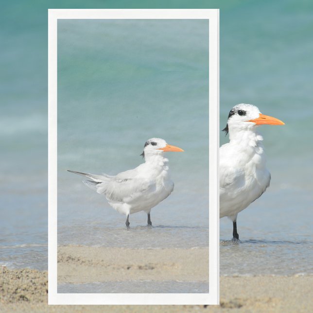 Servilleta De Papel Fotografía de la playa costera de Royal Tern (Subido por el creador)