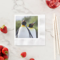 Fotografía de los pingüinos del rey orgulloso