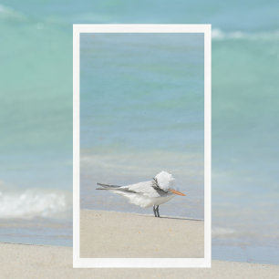 Servilleta De Papel Fotografía de Royal Tern en Beach Seabird