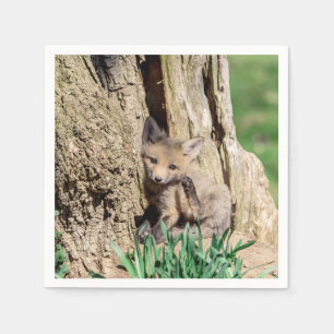 Servilleta De Papel Fox Kit en el Valle de Hudson