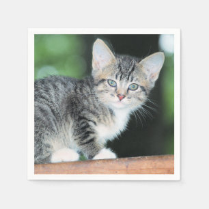 Servilleta De Papel Gatito