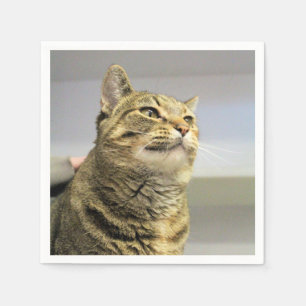 Servilleta De Papel Gato
