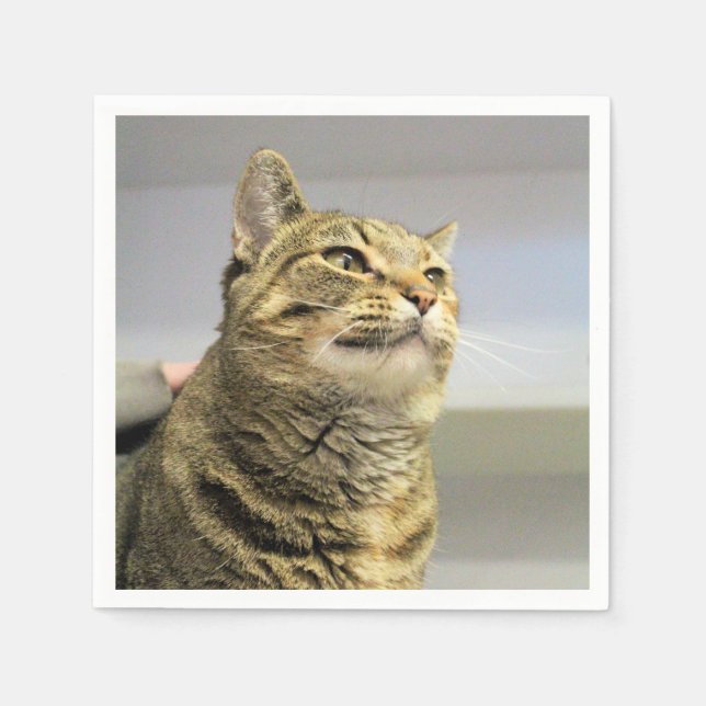 Servilleta De Papel Gato (Anverso)