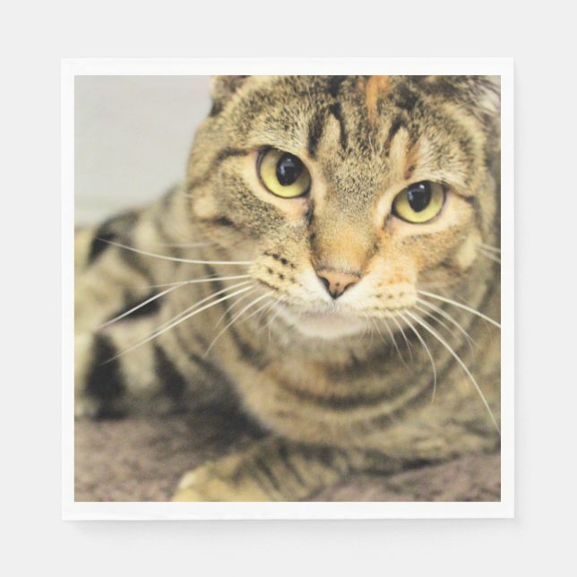 Servilleta De Papel Gato (Anverso)