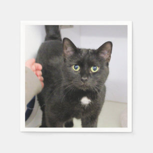 Servilleta De Papel Gato