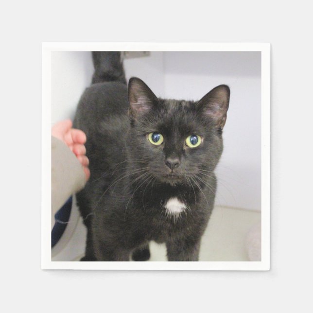 Servilleta De Papel Gato (Anverso)