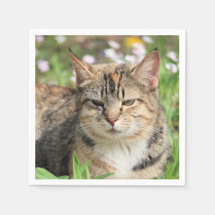 Servilleta De Papel Gato