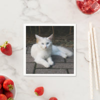 Gato blanco
