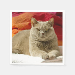Servilleta De Papel Gato británico del shorthair de la lila
