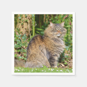 Servilleta De Papel Gato de Angora