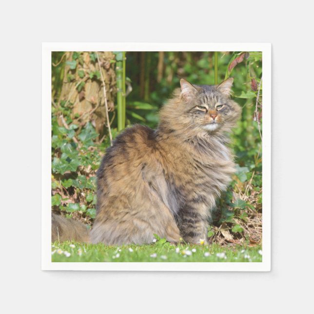 Servilleta De Papel Gato de Angora (Anverso)