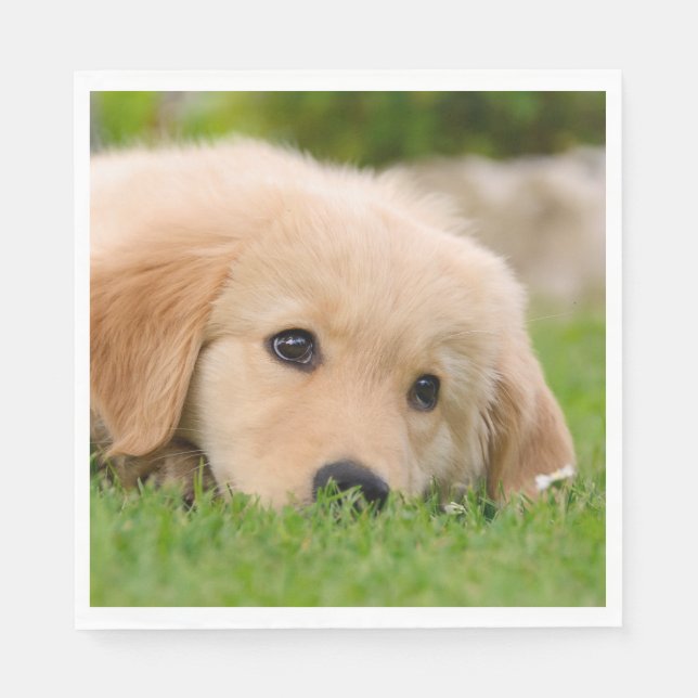 Servilleta De Papel Golden Retriever Cute Puppy Dreams Dog Head (Anverso)