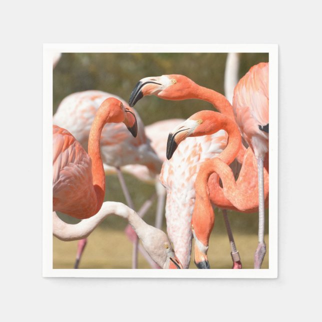 Servilleta De Papel Grupo de flamencos caribeños (Anverso)