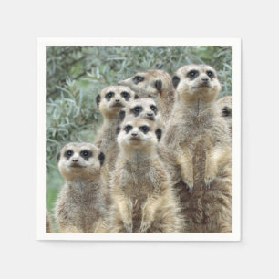 Servilleta De Papel Grupo Meerkat 001