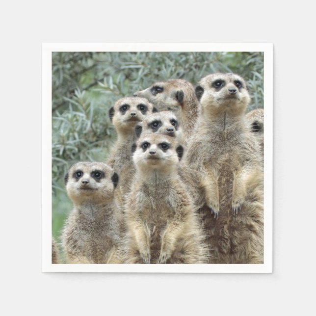 Servilleta De Papel Grupo Meerkat 001 (Anverso)