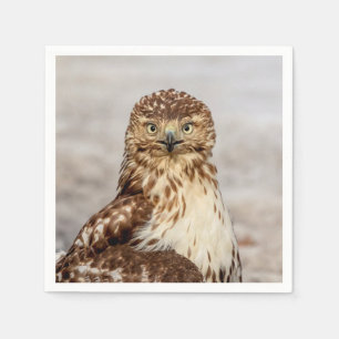 Servilleta De Papel Halcón rojo inmaduro en el suelo