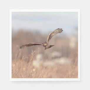 Servilleta De Papel Harrier septentrional