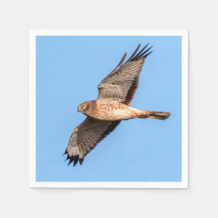Servilleta De Papel Harrier septentrional en vuelo
