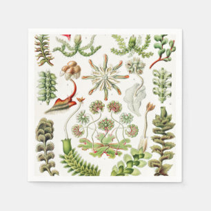 Servilleta De Papel Hepaticae Lebermoose por Ernst Haeckel