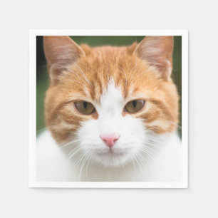 Servilleta De Papel Hermoso gato rojo