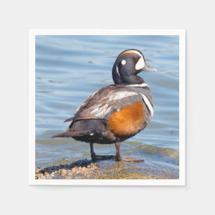 Servilleta De Papel Hermoso pato Harlequin en la roca