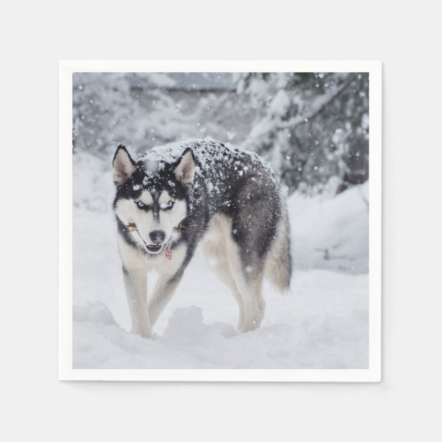Servilleta De Papel Husky en la nieve (Anverso)