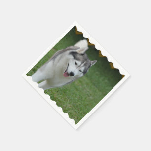 Servilleta De Papel Husky siberiano lindo