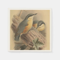 Ilustracion vintage de Nuthatch