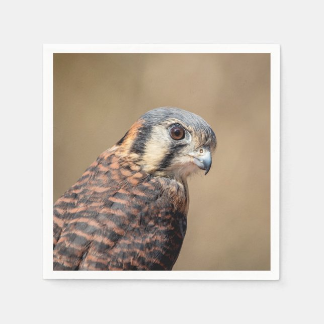 Servilleta De Papel Kestrel americano (Anverso)
