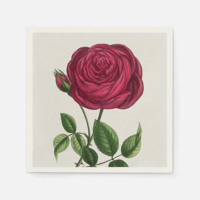 Servilleta De Papel Litografía de rosa antigua, François-Frédéric Grob (Anverso)