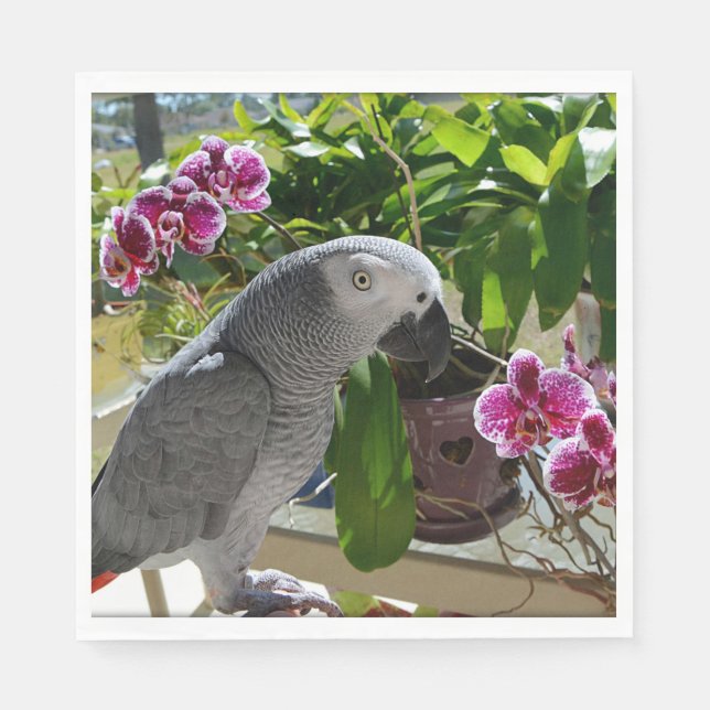 Servilleta De Papel Loro gris africano con orquídeas (Anverso)