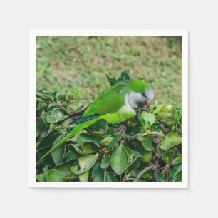 Servilleta De Papel Loro verde