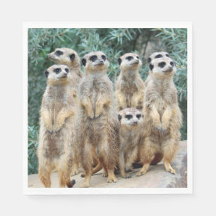 Servilleta De Papel Meerkat 006