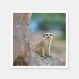 Servilleta De Papel Meerkat Sat en el árbol