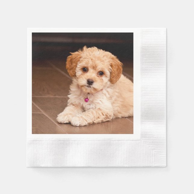 Servilleta De Papel Mezcla maltesa de perro o cachorro maltipoo (Anverso)