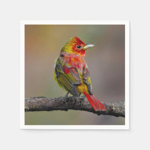 Servilleta De Papel Moldura de Tanager de escarlata - Fotografía origi