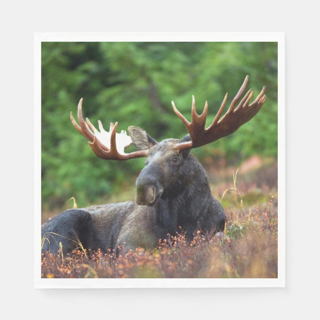 Servilleta De Papel Moose (Anverso)