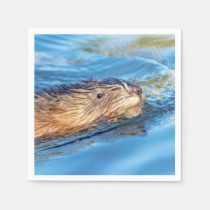 Servilleta De Papel Muskrat en la Reserva Ecológica de las Granjas de