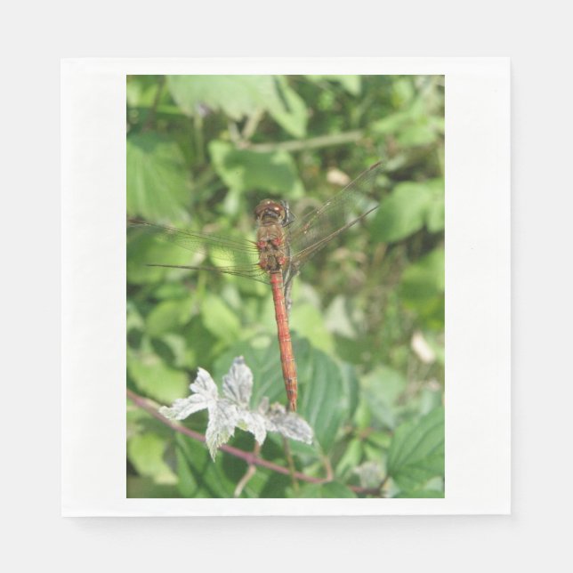 Servilleta De Papel Napkins Darter Dragonfly (Anverso)