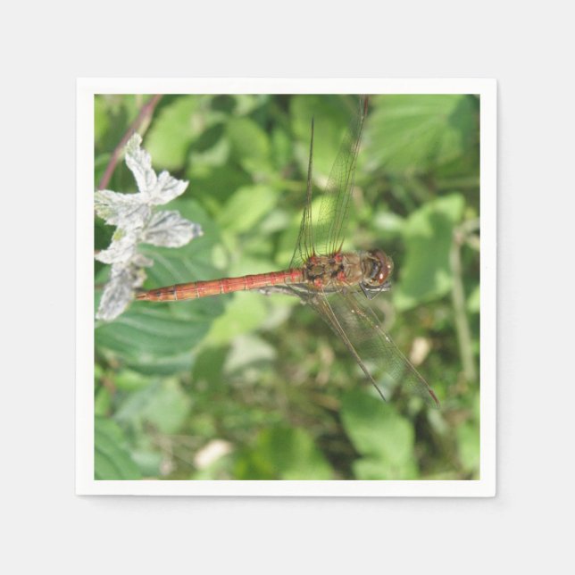 Servilleta De Papel Napkins Darter Dragonfly (Anverso)