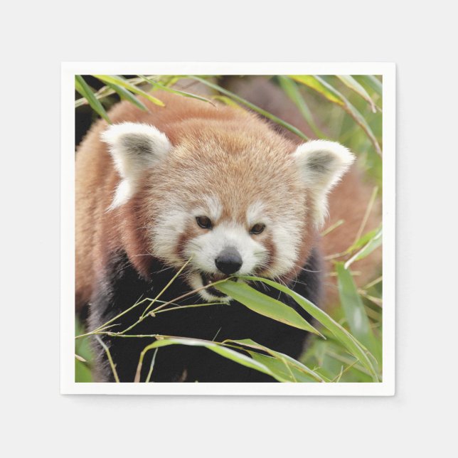 Servilleta De Papel Napkins Foto panda roja , animales 0468. (Anverso)