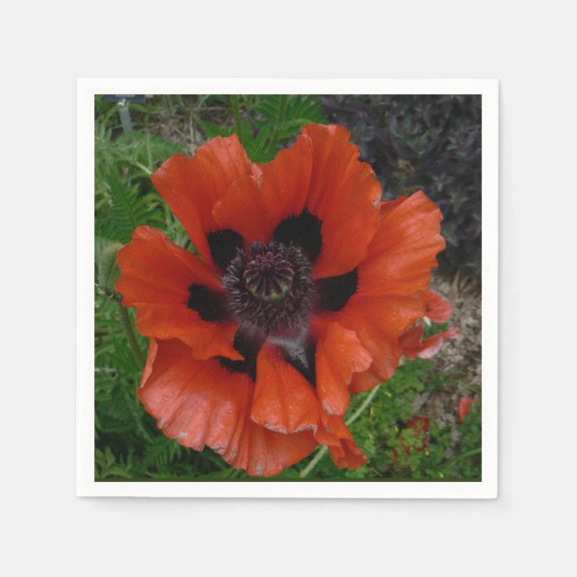 Servilleta De Papel Oriental poppy   (Anverso)